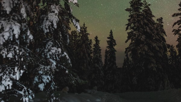 Trees Snow Winter G Wallpaper