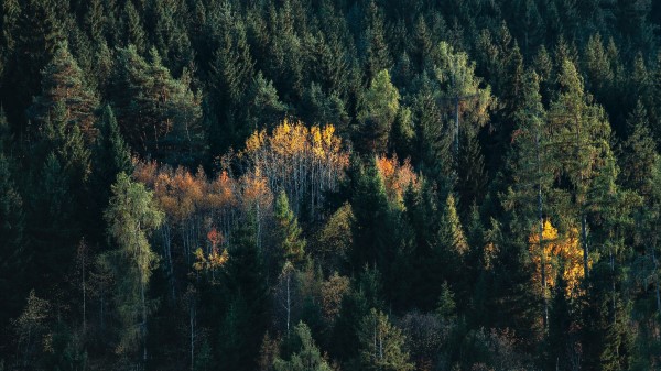 Trees Spruce Birch Wallpaper