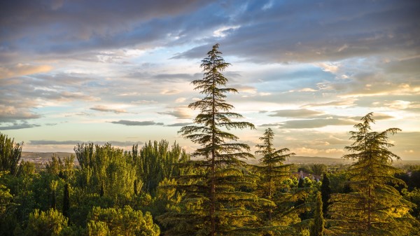 Trees Spruce Forest Wallpaper