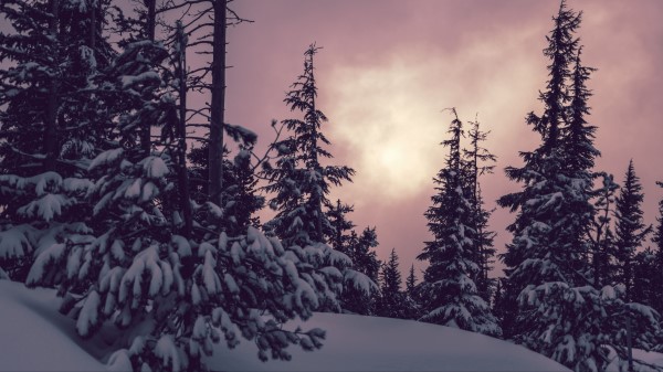 Trees Spruces Snow Image Wallpaper
