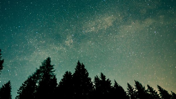 Trees Starry Sky Stars Space Wallpaper