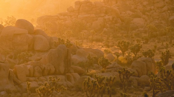 Trees Stones Rocks Wallpaper