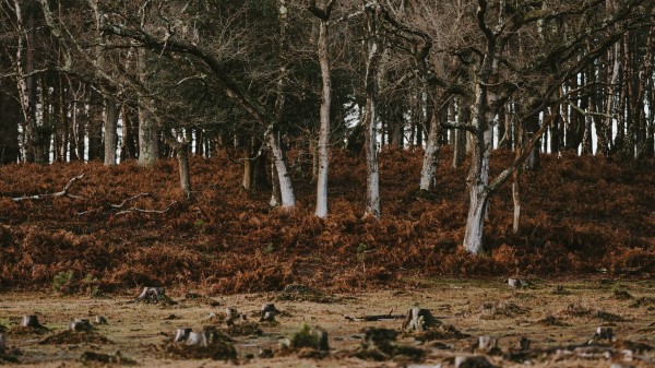 Trees Stumps Nature Wallpaper