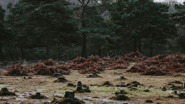 Trees Stumps Puddles Wallpaper
