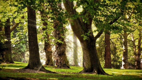 Trees Sun Light May Beams Park Wallpaper