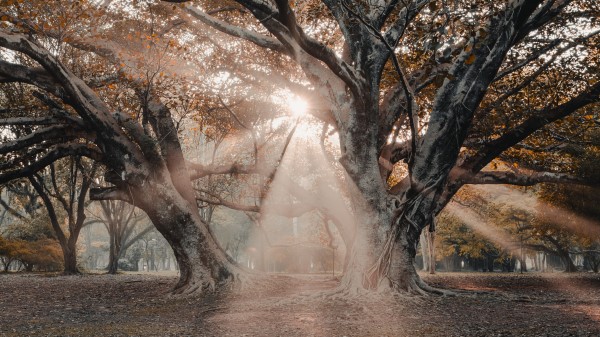 Trees Sunlight Rays Wallpaper