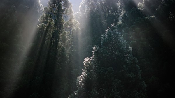 Trees Sunrays Fog Wallpaper