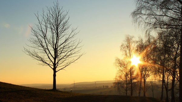 Trees Sunset Light Wallpaper