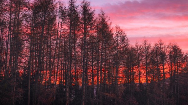 Trees Sunset Sky Wallpaper
