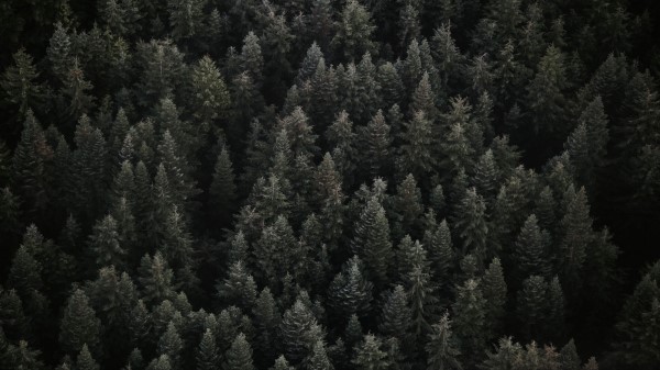 Trees Top View Forest Ddd Wallpaper