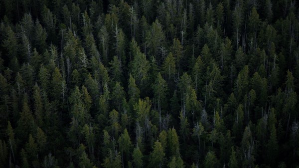 Trees Top View Forest H Wallpaper
