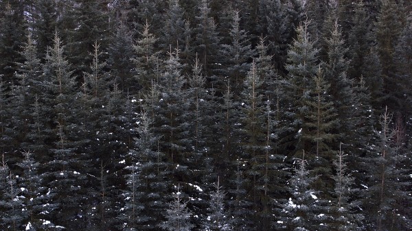 Trees Top View Forest Image Wallpaper