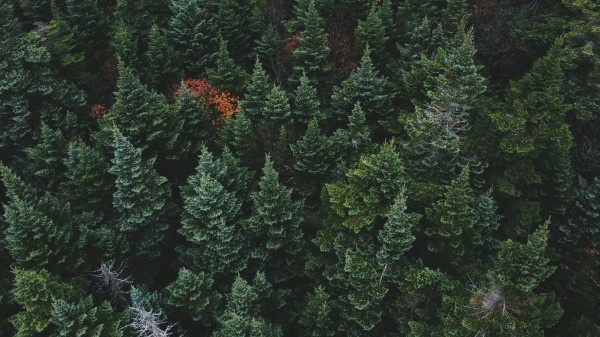 Trees Top View Forest Wallpaper