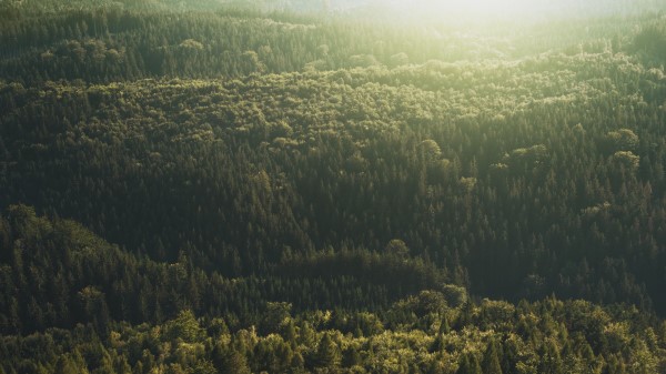 Trees Top View Light Wallpaper