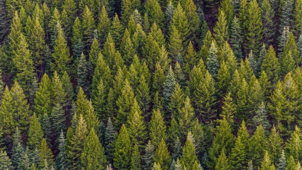 Trees Top View Pines Wallpaper