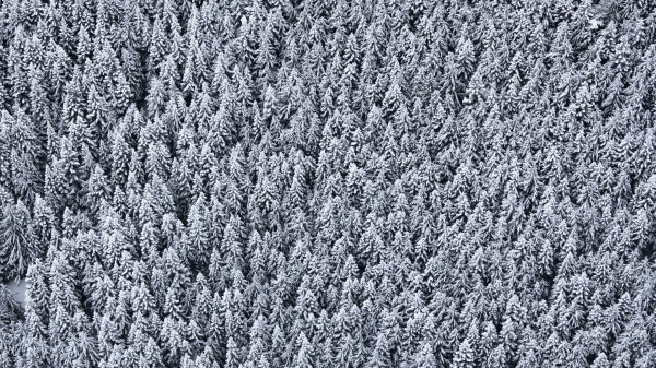 Trees Top View Snow Snowy Wallpaper