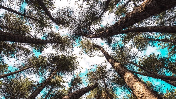 Trees Tops Bottom View Image Wallpaper