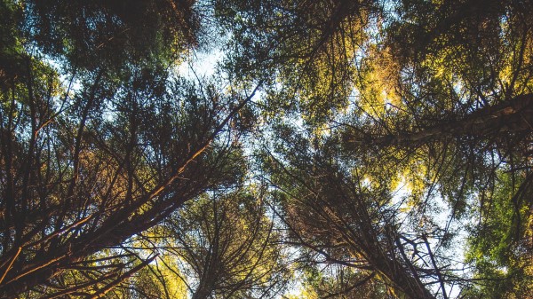 Trees Tops Bottom View Wallpaper