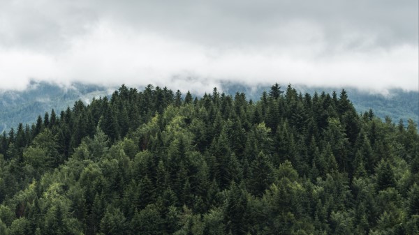 Trees Tops Fog Clouds Wallpaper