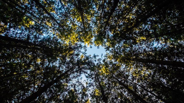Trees Tops Sky Leaves Wallpaper