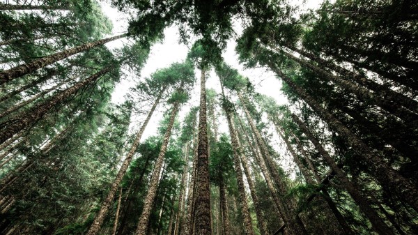 Trees Tops Trunks Wallpaper