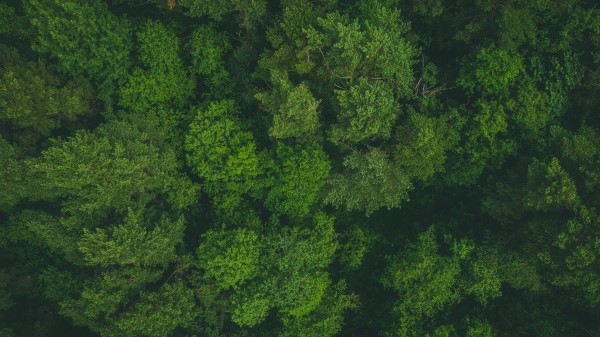 Trees Treetops Aerial View Wallpaper