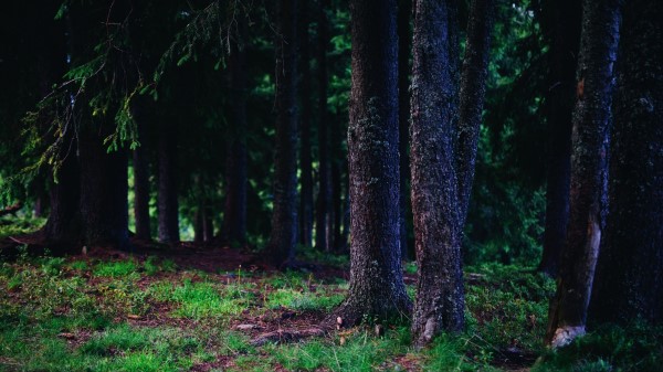 Trees Trunks Forest Wallpaper