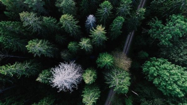 Trees View From Above Road wallpaper