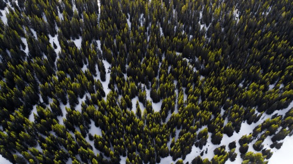 Trees View From Above Snow wallpaper
