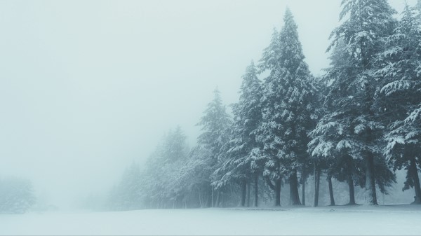 Trees Winter Fog wallpaper