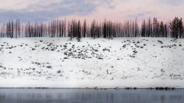 Trees Winter Snow Image wallpaper