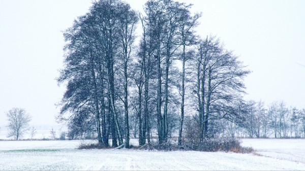 Trees Winter Snow wallpaper