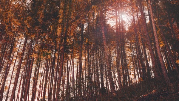 Trees Woods Tree Trunk Thickets wallpaper
