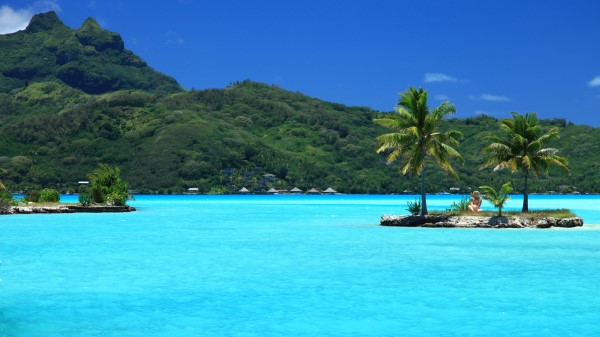 Tropical Island Palm Trees wallpaper