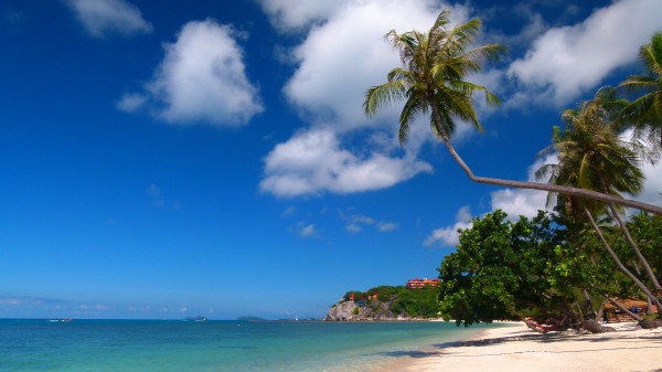 Tropics Sea Sand Palm Tree wallpaper