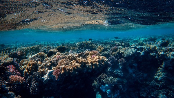 Underwater World Ocean Corals wallpaper