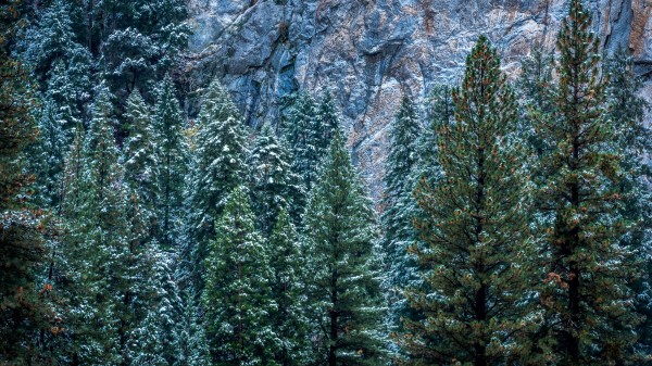 Usa California Yosemite Trees Forest wallpaper