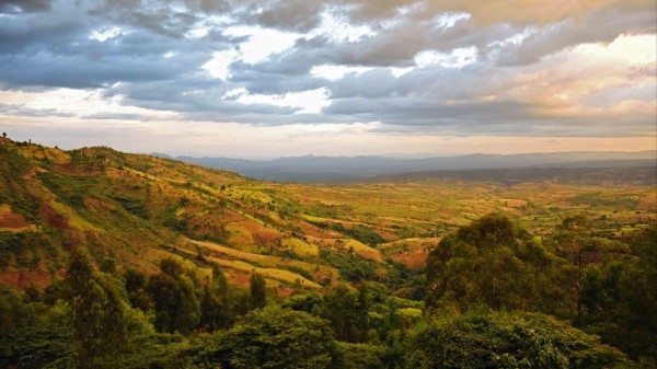 Valley Hills Bushes Wallpaper