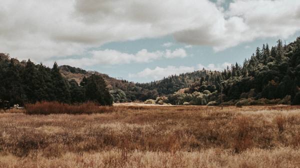 Valley Hills Trees wallpaper