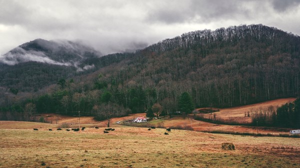 Valley Mountains Grass Trees Fog wallpaper