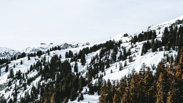 Village Forest Snow wallpaper