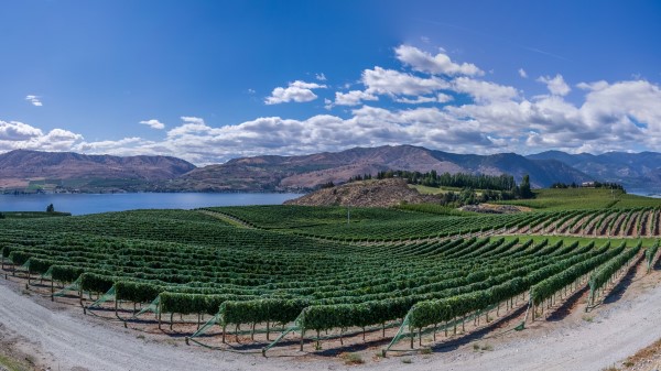 Vineyard Field Lake wallpaper