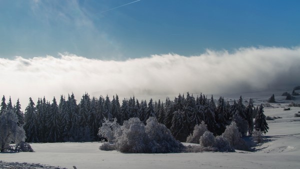 Wasserkuppe Mountain Forest Winter Snow Storm wallpaper