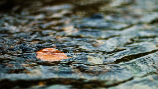 Water Leaf Ripples Excitemen wallpaper