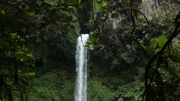 Waterfall Branches Trees Wallpaper