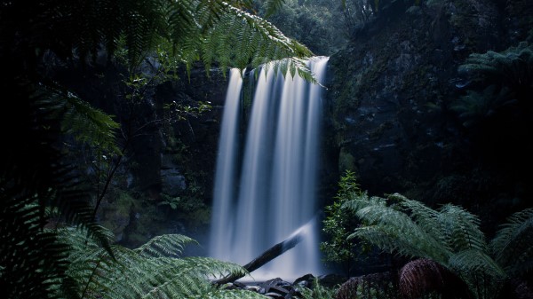Waterfall Fern Branches wallpaper