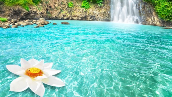 Waterfall Flowers wallpaper