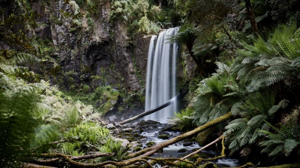 Waterfall Palm Fern Wallpaper