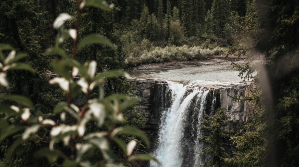 Waterfall Trees Branches wallpaper