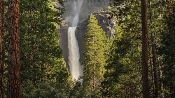 Waterfall Trees Spruce wallpaper